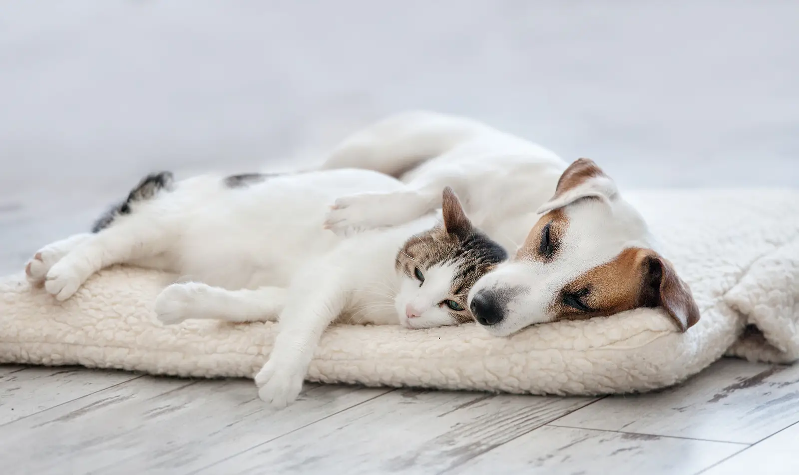 Pet Policies Done Right: A Smarter Way to Lease to Pet Owners in Killeen